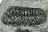 Detailed Austerops Trilobite With Two Gerastos - Morocco #327546-2